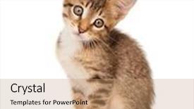  Presentation with kitten - PPT theme consisting of kitten-isolated-on-white-background background and a coral colored foreground