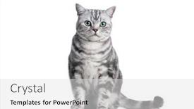  Presentation with hello kitty cute little kitten - Presentation theme having kitten-isolated-on-white-british background and a light gray colored foreground