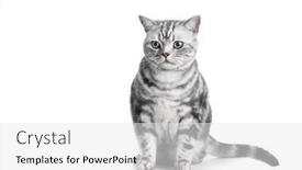  Presentation with british - Slide deck consisting of kitten-isolated-on-white-british background and a white colored foreground