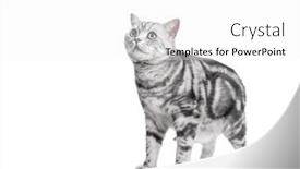  Presentation with british - Presentation theme enhanced with kitten-isolated-on-white-british background and a white colored foreground