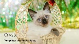  Presentation with baby tree - Amazing theme having kitten-lies-on-the-christmas backdrop and a soft green colored foreground
