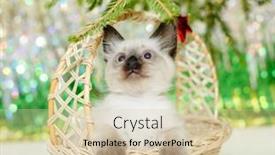  Presentation with baby tree - PPT layouts consisting of kitten-lies-on-the-christmas background and a lemonade colored foreground