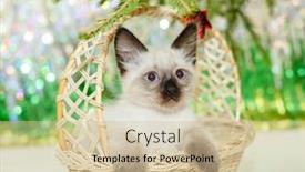  Presentation with baby tree - Beautiful slides featuring kitten-lies-on-the-christmas backdrop and a soft green colored foreground