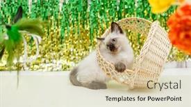  Presentation with baby tree - Cool new slides with kitten-lies-on-the-christmas backdrop and a soft green colored foreground