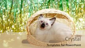  Presentation with baby tree - Theme enhanced with kitten-lies-on-the-christmas background and a coral colored foreground