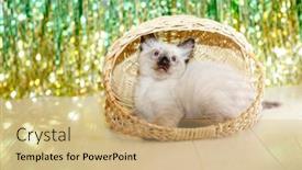  Presentation with baby tree - Amazing PPT layouts having kitten-lies-on-the-christmas backdrop and a coral colored foreground