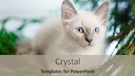  Presentation with baby tree - PPT layouts enhanced with kitten-lies-on-the-christmas background and a light gray colored foreground