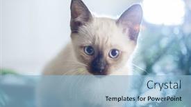  Presentation with baby tree - PPT theme consisting of kitten-lies-on-the-christmas background and a light blue colored foreground