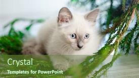  Presentation with baby tree - Beautiful PPT theme featuring kitten-lies-on-the-christmas backdrop and a tawny brown colored foreground