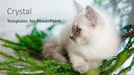  Presentation with baby tree - PPT theme having kitten-lies-on-the-christmas background and a sky blue colored foreground