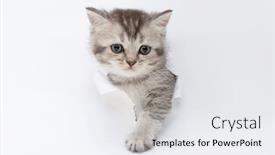  Presentation with look - Presentation theme with kitten-look-through-a-hole background and a sky blue colored foreground