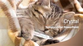 Presentation with temperature - Presentation theme featuring kitten lying with high temperature background and a coral colored foreground