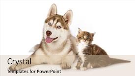  Presentation with siberian cat - PPT layouts with kitten maine coon and husky background and a soft green colored foreground