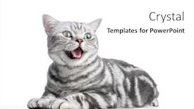  Presentation with british - PPT theme featuring kitten-meow-isolated-on-white background and a white colored foreground