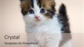  Presentation with british - Beautiful PPT theme featuring kitten of the british breed age - 1 month backdrop and a soft green colored foreground