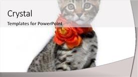  Presentation with maine - Audience pleasing PPT theme consisting of kitten of the metis breed bengal maine coon age - 2 month backdrop and a white colored foreground