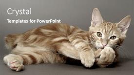  Presentation with kitten - Audience pleasing presentation theme consisting of kitten-on-a-gray-background backdrop and a gray colored foreground
