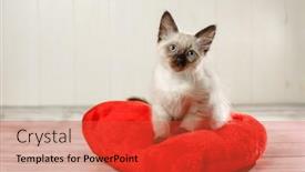  Presentation with shape heart - Theme enhanced with kitten-on-a-pillow background and a red colored foreground