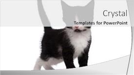  Presentation with kitten - 