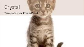  Presentation with kitten - 