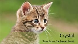  Presentation with kitten - Slide deck having kitten on grass close up background and a yellow colored foreground