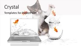  Presentation with kitten - PPT theme featuring goldfish laptop - playful kitten pawing at gold background and a white colored foreground