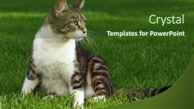  Presentation with kitten - Slides enhanced with details of a modern sport bicycle closeup view of back wheel chain and head background and a dark gray colored foreground.