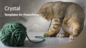  Presentation with gray marble - Cool new presentation with kitten playing with a green backdrop and a gray colored foreground
