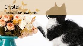  Presentation with hello kitty cute little kitten - Cool new presentation design with kitten playing with rose flowers backdrop and a coral colored foreground