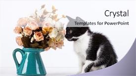  Presentation with white rose - Presentation theme enhanced with kitten playing with rose flowers background and a pink colored foreground