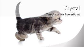  Presentation with kitten - Amazing presentation having kitten profile side view backdrop and a white colored foreground