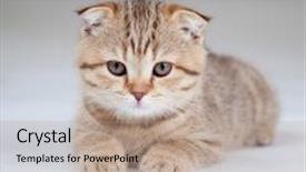  Presentation with british - Theme with scottish fold cat - kitten pure breed striped british background and a coral colored foreground