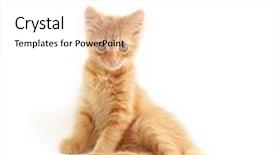  Presentation with kitten - Cool new PPT theme with kitten red funny isolated on white background backdrop and a white colored foreground