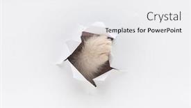  Presentation with kitten - Cool new presentation design with kitten-s-foot backdrop and a white colored foreground