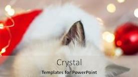  Presentation with kitten - Beautiful slides featuring kitten-sleep-in-christmas-hat backdrop and a soft green colored foreground