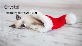  Presentation with white christmas - Amazing PPT theme having kitten-sleep-in-christmas-hat backdrop and a light gray colored foreground