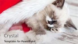  Presentation with kitten - Audience pleasing PPT layouts consisting of kitten-sleep-in-christmas-hat backdrop and a light gray colored foreground