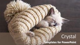  Presentation with kitten - Slides consisting of kitten-sleep-in-knitted-hat background and a violet colored foreground