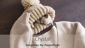  Presentation with kitten - Beautiful presentation design featuring kitten-sleeping-in-knitted-hat backdrop and a soft green colored foreground