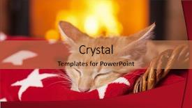  Presentation with red grapefruit orange orange - Amazing presentation theme having kitten sleeping on red blanket backdrop and a coral colored foreground