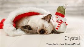  Presentation with new baby - Audience pleasing PPT layouts consisting of kitten-sleeps-on-floor-wearing backdrop and a lemonade colored foreground