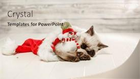  Presentation with new baby - Slide deck featuring kitten-sleeps-on-floor-wearing background and a lemonade colored foreground