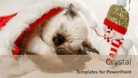  Presentation with new baby - Theme consisting of kitten-sleeps-on-floor-wearing background and a coral colored foreground