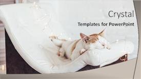  Presentation with organization - Cool new slides with kitten sleeps on small leather couch in white interior cozy furniture for pet cat's place organization at home backdrop and a white colored foreground