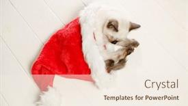  Presentation with new baby - Theme having kitten-sleeps-on-the-floor background and a sky blue colored foreground