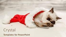  Presentation with new baby - PPT theme enhanced with kitten-sleeps-on-the-floor background and a lemonade colored foreground