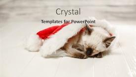  Presentation with new baby - PPT layouts featuring kitten-sleeps-on-the-floor background and a lemonade colored foreground