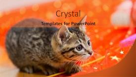  Presentation with kitten - Presentation design featuring kitten-staring-all-the-time background and a gold colored foreground