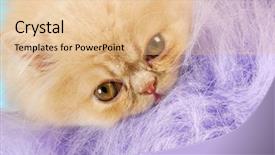  Presentation with persian - Audience pleasing slides consisting of kitten surrounded by purple fuzz - 12 week old persian backdrop and a lemonade colored foreground