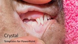  Presentation with hello kitty cute little kitten - Presentation theme enhanced with kitten with deciduous canine tooth background and a coral colored foreground